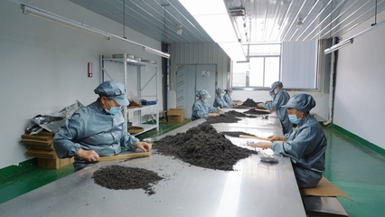 &ldquo;刺梨紅茶!&rdquo;甕安茶產(chǎn)品又添新成員